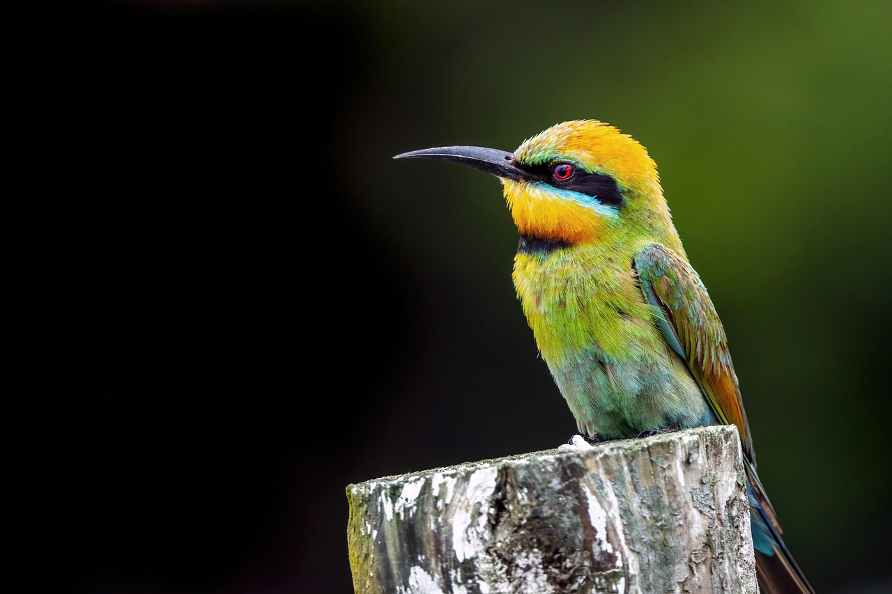 Faucon crecerelle : tout savoir sur ce rapace commun